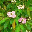 5 Seeds PINK DOGWOOD Tree Cornus Capitata Angustata Kousa Flowering Tree (Seeds)