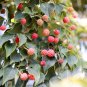 5 Seeds PINK DOGWOOD Tree Cornus Capitata Angustata Kousa Flowering Tree (Seeds)