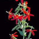 20 Seeds ROYAL RED CATCHFLY Hummingbird & Endangered Native Flower Silene Regia (Seeds)