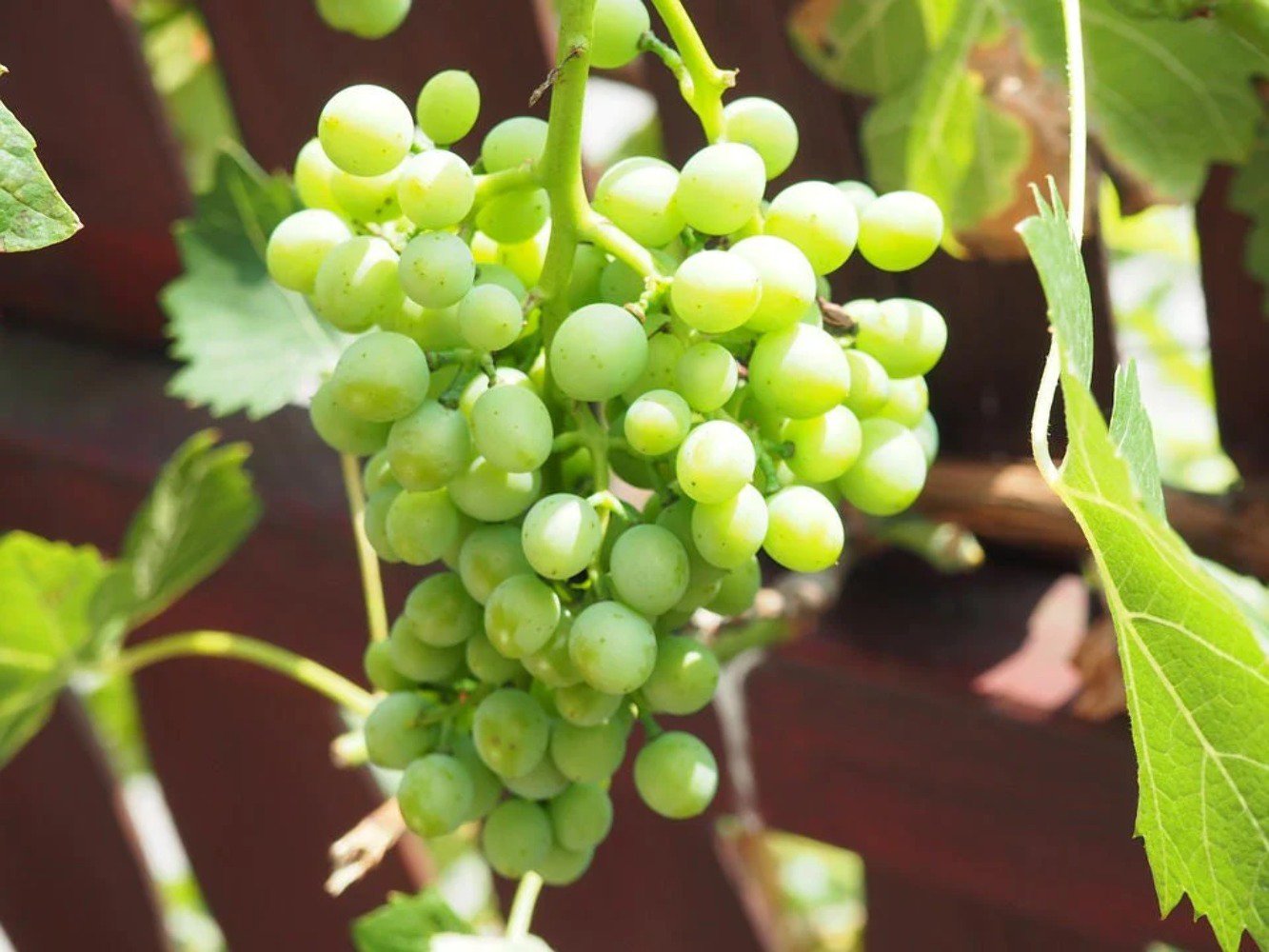 50 Seeds GREEN (Dessert / Table) GRAPE Vitis Vinifera Fruit Vine (Seeds)