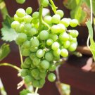 50 Seeds GREEN (Dessert / Table) GRAPE Vitis Vinifera Fruit Vine (Seeds) 50 Seeds GREEN (Dessert / Table) GRAPE Vitis Vinifera Fruit Vine (Seeds)