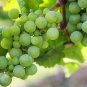 50 Seeds GREEN (Dessert / Table) GRAPE Vitis Vinifera Fruit Vine (Seeds)