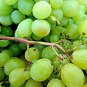 50 Seeds GREEN (Dessert / Table) GRAPE Vitis Vinifera Fruit Vine (Seeds)
