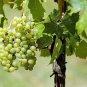 50 Seeds GREEN (Dessert / Table) GRAPE Vitis Vinifera Fruit Vine (Seeds)