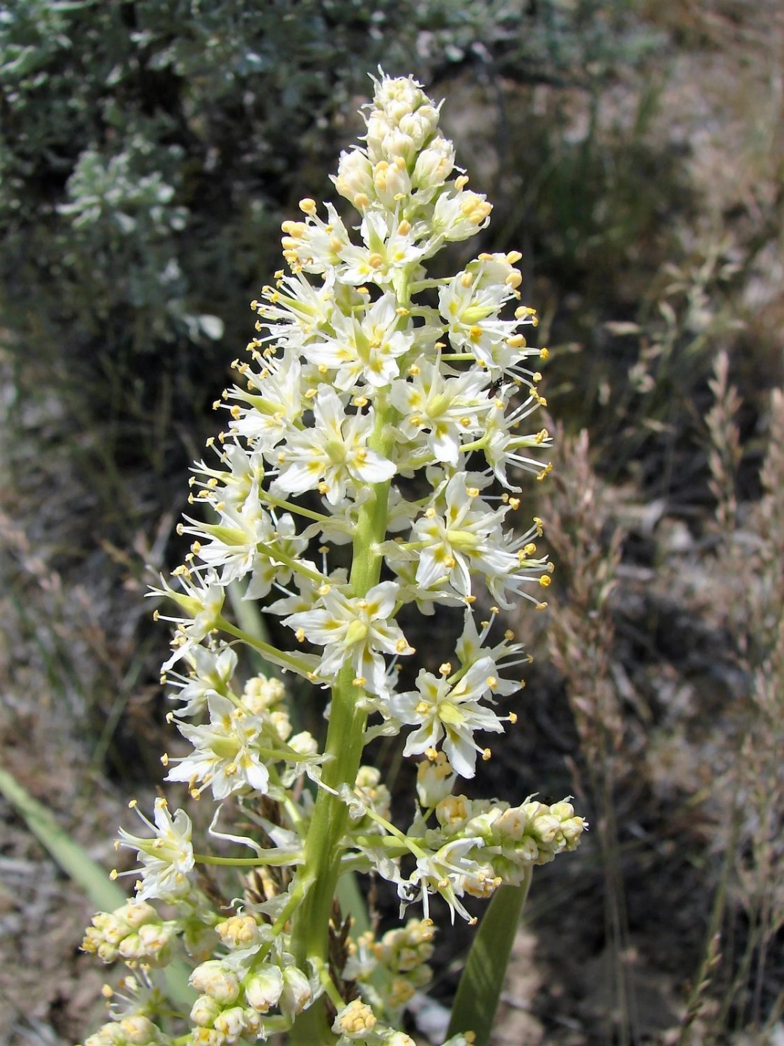 100 Seeds WHITE CAMAS Anticlea Elegans Zigadenus Camass Alkali Native Flower (Seeds)