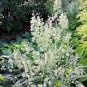 100 Seeds WHITE CAMAS Anticlea Elegans Zigadenus Camass Alkali Native Flower (Seeds)