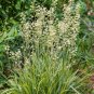 100 Seeds WHITE CAMAS Anticlea Elegans Zigadenus Camass Alkali Native Flower (Seeds)