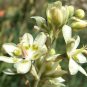 100 Seeds WHITE CAMAS Anticlea Elegans Zigadenus Camass Alkali Native Flower (Seeds)