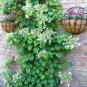 50 Seeds CLIMBING HYDRANGEA Anomala Petiolaris Vine Flower (Seeds)