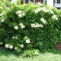 50 Seeds CLIMBING HYDRANGEA Anomala Petiolaris Vine Flower (Seeds)