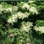 50 Seeds CLIMBING HYDRANGEA Anomala Petiolaris Vine Flower (Seeds)