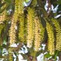5 Seeds MACADAMIA NUT Tree Macadamia Integrifolia Nut Fruit White Pink Flower (Seeds)