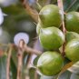 5 Seeds MACADAMIA NUT Tree Macadamia Integrifolia Nut Fruit White Pink Flower (Seeds)