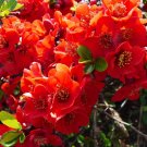 20 Seeds Red Flowering DWARF QUINCE Shrub Fruit Chaenomeles Japonica Scarlet (Seeds)