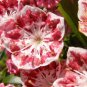 50 Seeds MOUNTAIN LAUREL White Pink Red Kalmia Latifolia Shrub Bush (Seeds)