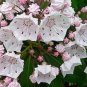 50 Seeds MOUNTAIN LAUREL White Pink Red Kalmia Latifolia Shrub Bush (Seeds)