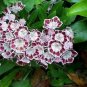 50 Seeds MOUNTAIN LAUREL White Pink Red Kalmia Latifolia Shrub Bush (Seeds)