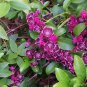 50 Seeds MOUNTAIN LAUREL White Pink Red Kalmia Latifolia Shrub Bush (Seeds)