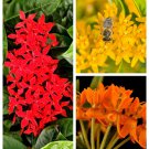 10 Seeds GAY BUTTERFLIES MILKWEED Red Yellow Orange Mix Asclepias Tuberosa Flower (Seeds)