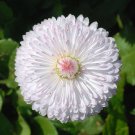 500 Seeds Dwarf WHITE ENGLISH DAISY Bellis Perennis Flower (Seeds) 500 Seeds Dwarf WHITE ENGLISH DAISY Bellis Perennis Flower (Seeds)