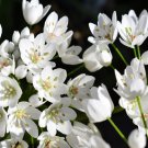 10 Seeds WHITE ALLIUM Neapolitanum Flowering or Naples Onion, Neopolitan or Daffodil G (Seeds) 10 Seeds WHITE ALLIUM Neapolitanum Flowering or Naples Onion, Neopolitan or Daffodil G (Seeds)