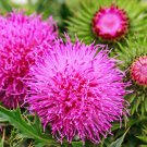 100 Seeds ORGANIC Blessed MILK THISTLE Silybum Marianum Hummingbird Purple Flower (Seeds)