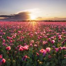 500 Seeds Organic TURKISH BLUE POPPY Heirloom Papaver Purple to Red Flower (Seeds)