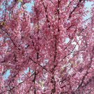 20 Seeds Eastern REDBUD TREE Cercis Canadensis Pink Flowering Native Tree (Seeds) 20 Seeds Eastern REDBUD TREE Cercis Canadensis Pink Flowering Native Tree (Seeds)