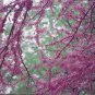 20 Seeds Eastern REDBUD TREE Cercis Canadensis Pink Flowering Native Tree (Seeds)