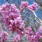 20 Seeds Eastern REDBUD TREE Cercis Canadensis Pink Flowering Native Tree (Seeds)