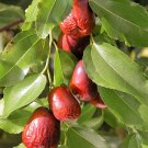 20 Seeds ASIAN DATE Jujube Ziziphus Spinosa Common Chinese Tsao Red Fruit Tree (Seeds) 20 Seeds ASIAN DATE Jujube Ziziphus Spinosa Common Chinese Tsao Red Fruit Tree (Seeds)