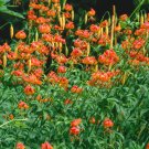 10 Seeds LEOPARD LILY California Tiger Lilium Pardalinum Yellow Orange Red Flower (Seeds)