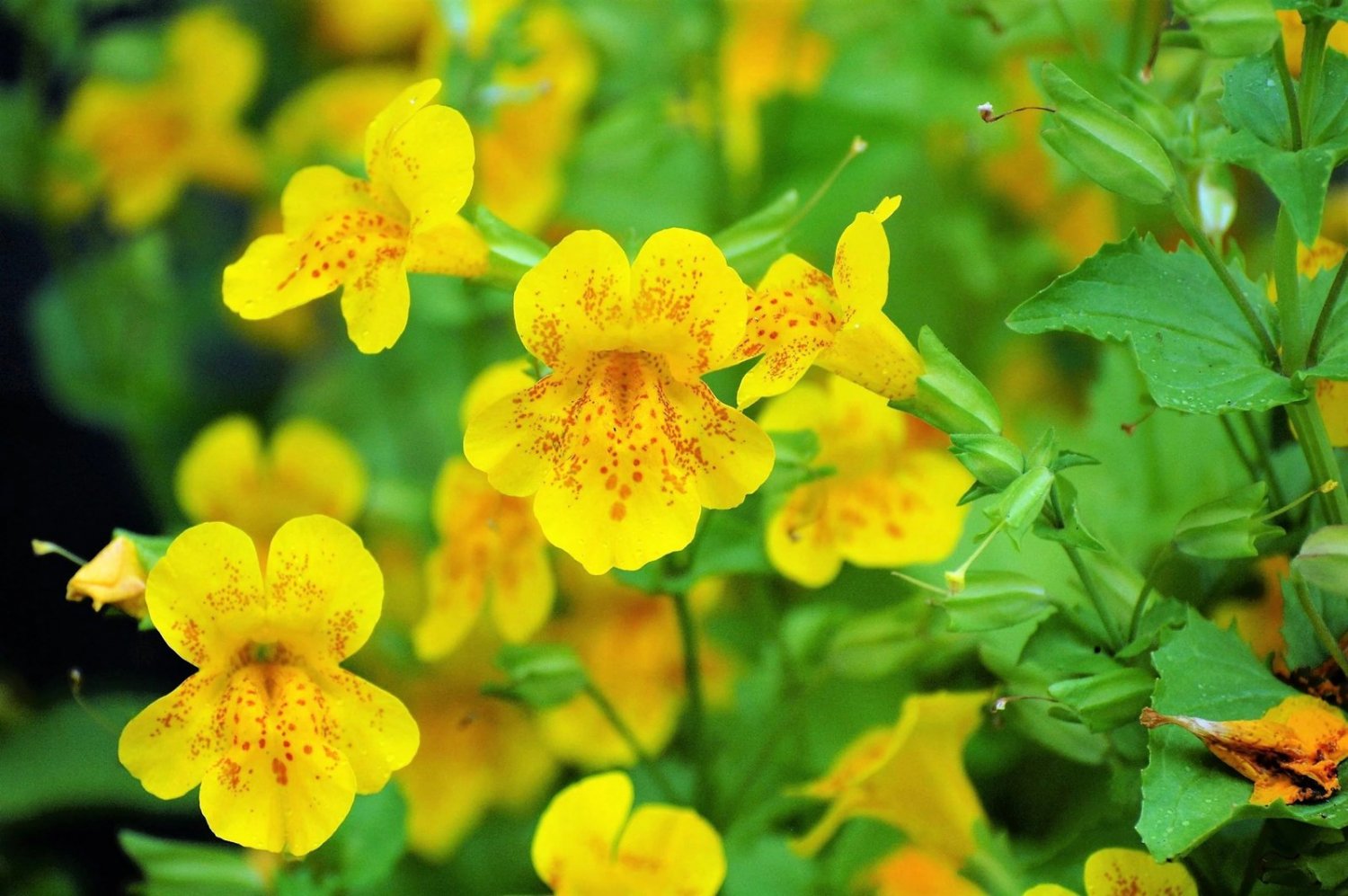 250 Seeds YELLOW MONKEY FLOWER Mimulus Grandiflorus Perennial Flower (Seeds)