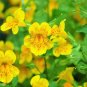 250 Seeds YELLOW MONKEY FLOWER Mimulus Grandiflorus Perennial Flower (Seeds)