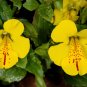 250 Seeds YELLOW MONKEY FLOWER Mimulus Grandiflorus Perennial Flower (Seeds)