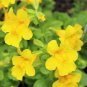 250 Seeds YELLOW MONKEY FLOWER Mimulus Grandiflorus Perennial Flower (Seeds)