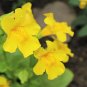 250 Seeds YELLOW MONKEY FLOWER Mimulus Grandiflorus Perennial Flower (Seeds)