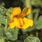 250 Seeds YELLOW MONKEY FLOWER Mimulus Grandiflorus Perennial Flower (Seeds)