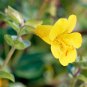 250 Seeds YELLOW MONKEY FLOWER Mimulus Grandiflorus Perennial Flower (Seeds)