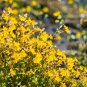 250 Seeds YELLOW MONKEY FLOWER Mimulus Grandiflorus Perennial Flower (Seeds)