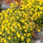 250 Seeds YELLOW MONKEY FLOWER Mimulus Grandiflorus Perennial Flower (Seeds)