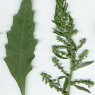 300 Seeds EPAZOTE (Mexican Tea) Chenopodium Ambrosioides Herb Flower (Seeds)