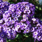 50 Seeds Blue MARINE HELIOTROPE Heliotropium Arborescens Flower (Seeds)