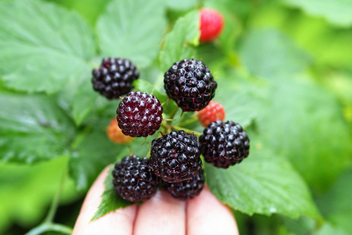 50 Seeds BLACK RASPBERRY Rubus Leucodermis Fruit Bush Vine (Seeds)