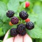50 Seeds BLACK RASPBERRY Rubus Leucodermis Fruit Bush Vine (Seeds)