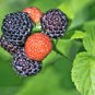 50 Seeds BLACK RASPBERRY Rubus Leucodermis Fruit Bush Vine (Seeds)