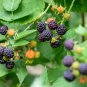 50 Seeds BLACK RASPBERRY Rubus Leucodermis Fruit Bush Vine (Seeds)