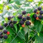 50 Seeds BLACK RASPBERRY Rubus Leucodermis Fruit Bush Vine (Seeds)