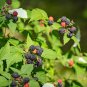 50 Seeds BLACK RASPBERRY Rubus Leucodermis Fruit Bush Vine (Seeds)