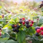 50 Seeds BLACK RASPBERRY Rubus Leucodermis Fruit Bush Vine (Seeds)
